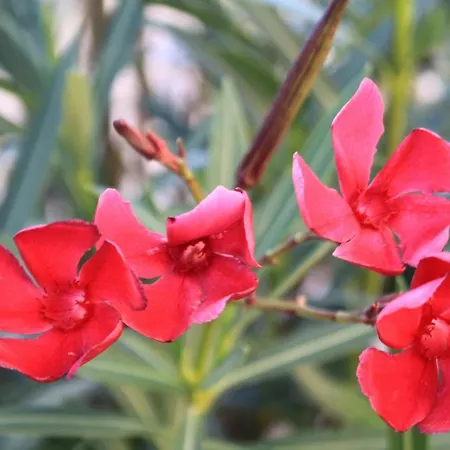 With Parking Space - 7207 * Fažana